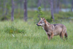 Freilebender Wolf