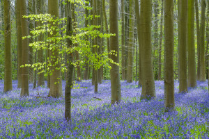 Fruehling in Hallabos, Begien