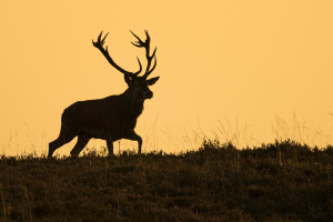 Rothirsch, Cervus elaphus