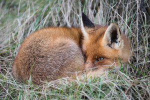 Jungfuchs, Fuchs, fox