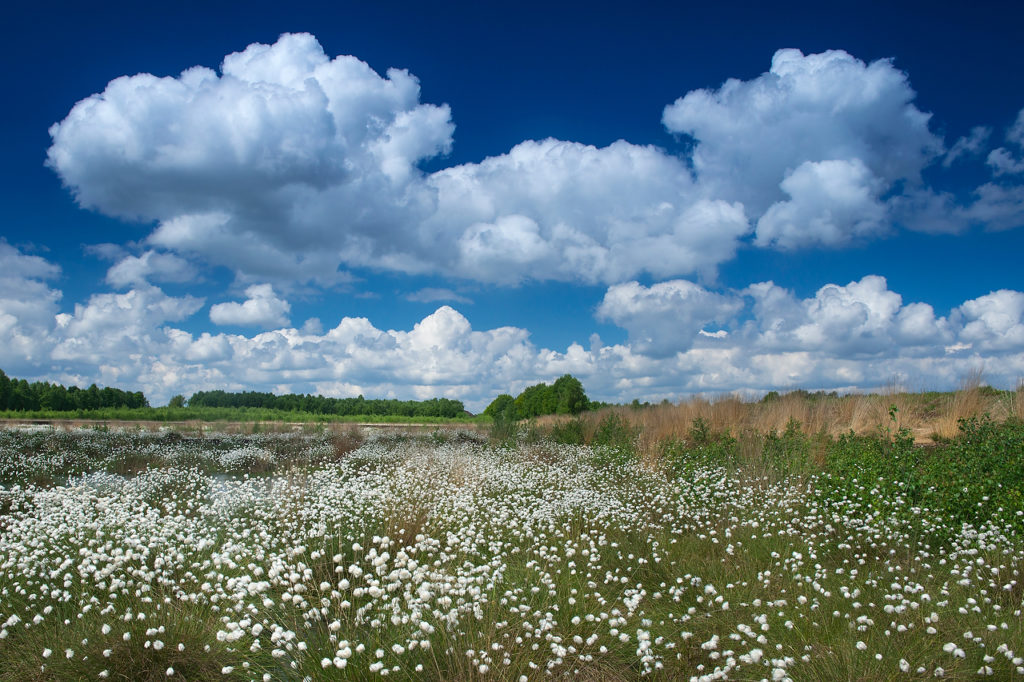 Lebensraum Moor