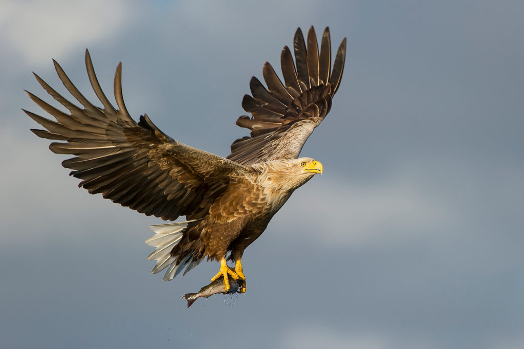 Seeadler