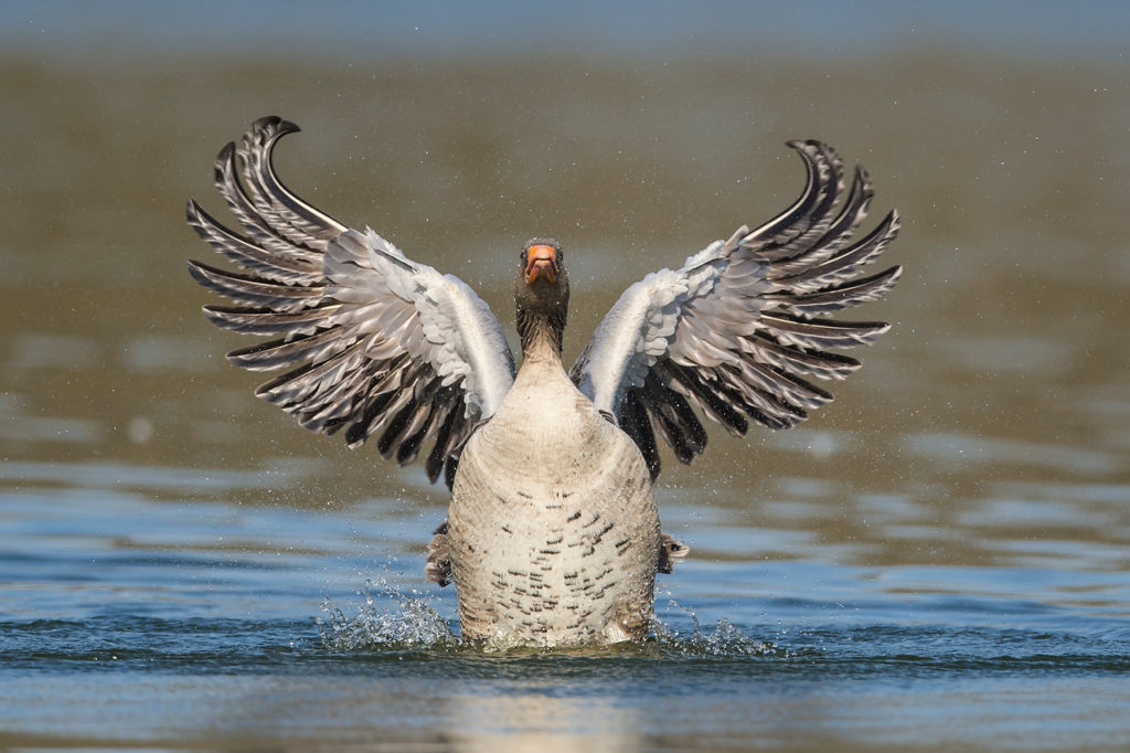 Frei wie die Gänse