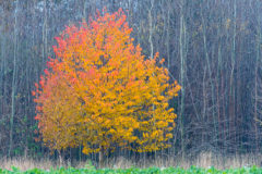 Herbstlicher Baum Herbstlicher Baum