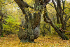 Urwald Baumweg Urwald Baumweg