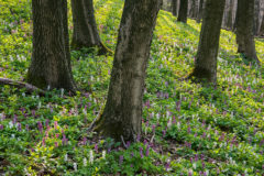Hohler Lerchensporn, Corydalis cava Hohler Lerchensporn, Corydalis cava
