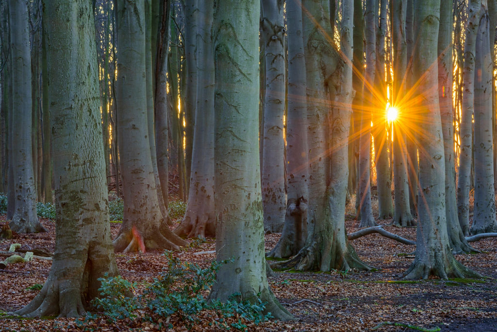 Da Sein. Wie ein Baum.