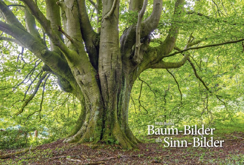 Baum Bilder Als Sinn Bilder Willi Rolfes