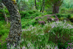 Wald im schottischen Cairngorms National Park Wald im schottischen Cairngorms National Park