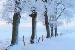 Raureif auf winterlichem Baum Raureif auf winterlichem Baum