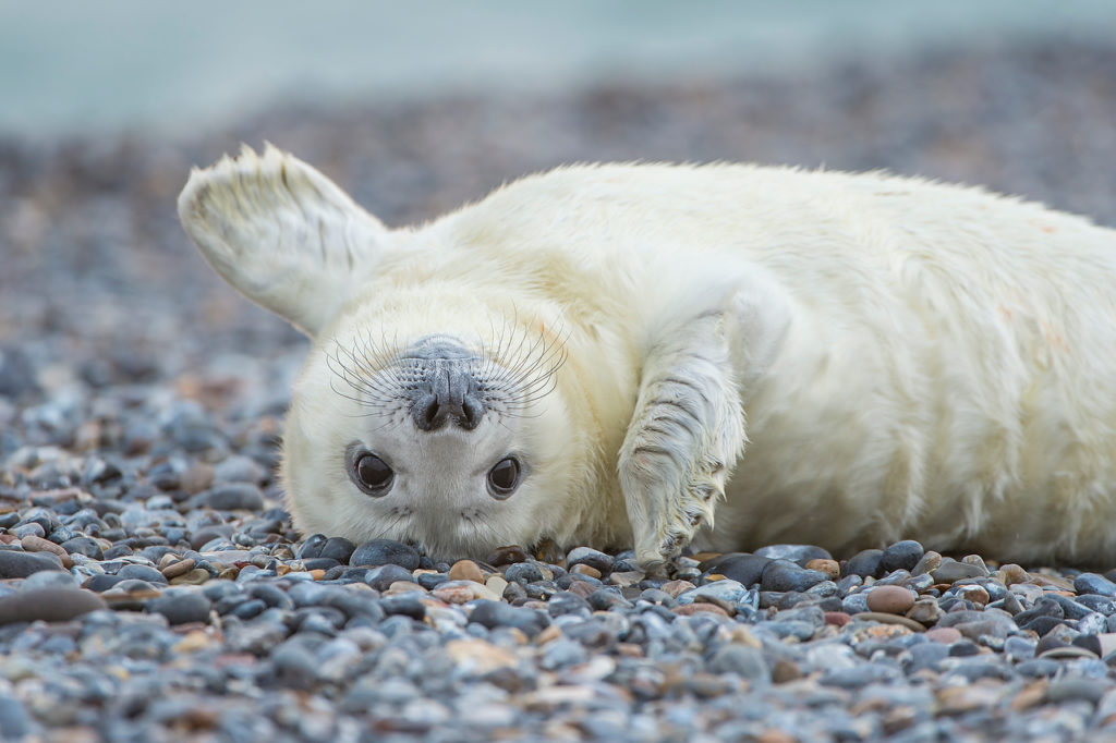 Wattenmeer