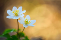 _DSC0715 _DSC0715