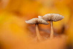 Pilze im herbstlichen Licht